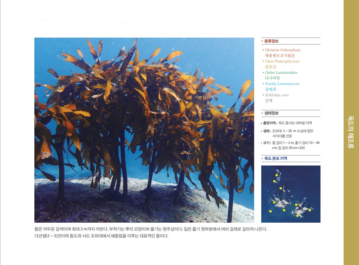 감태 정보